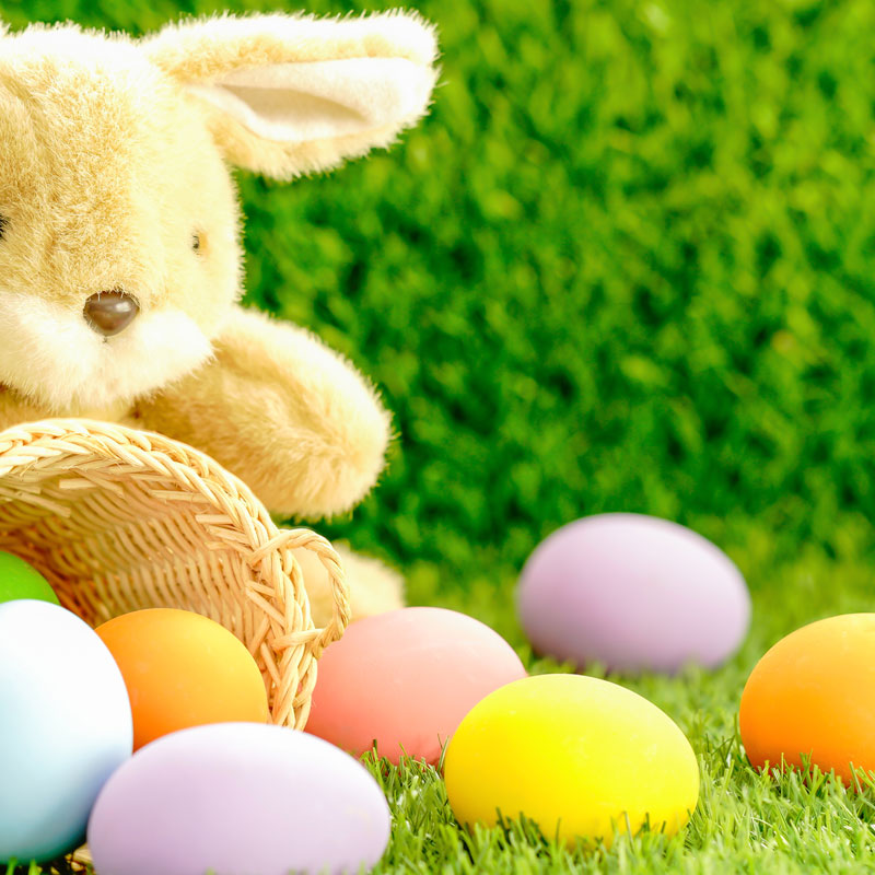 Der Osterhasen kommt bald!