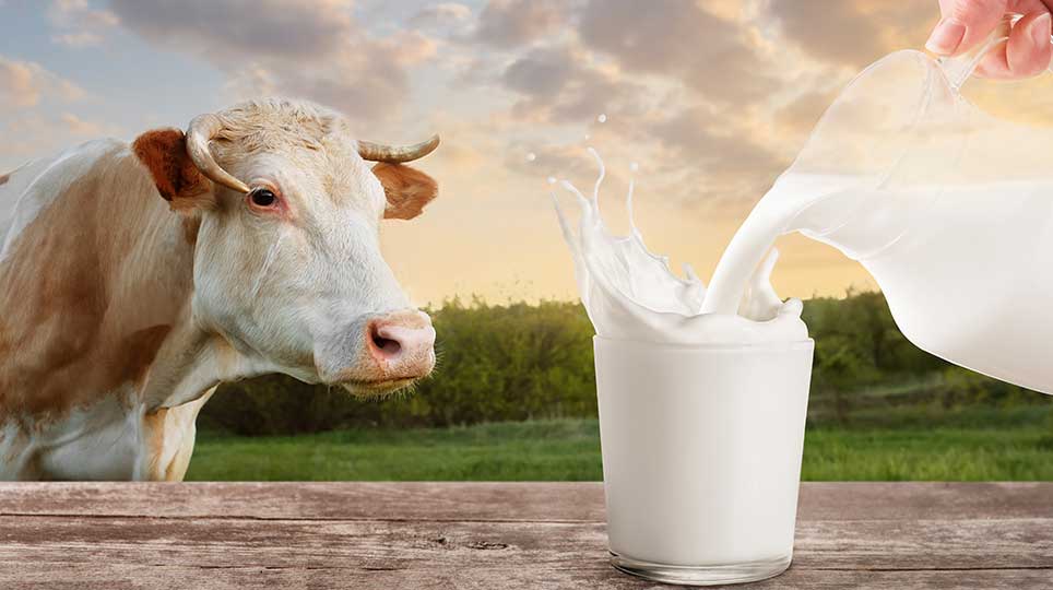 Verursacht Milch wirklich Hautprobleme?
