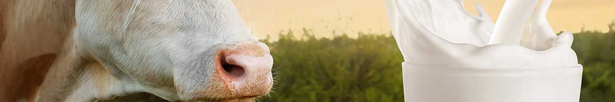 Verursacht Milch wirklich Hautprobleme?